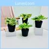 Small Batatas Ipomoea Greenery Potted Plant For Indoor And Spaces Outdoor