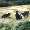 3 stücke Simulation Schwarze Katze Dekoration Zeichen Halloween Thema Karte Outdoor Garten Yard Decor Requisiten