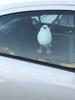 STAR WARS The Last Jedi Porg Plush Toy with Suction Cup