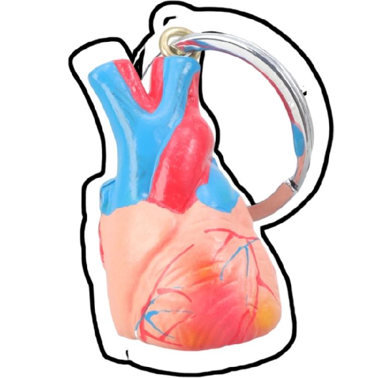 Porte-clés Cœur Éducatif Modèle d'Anatomie Haute Précision Conception Légère et Portable Pour Médecins Étudiants Collectionneurs