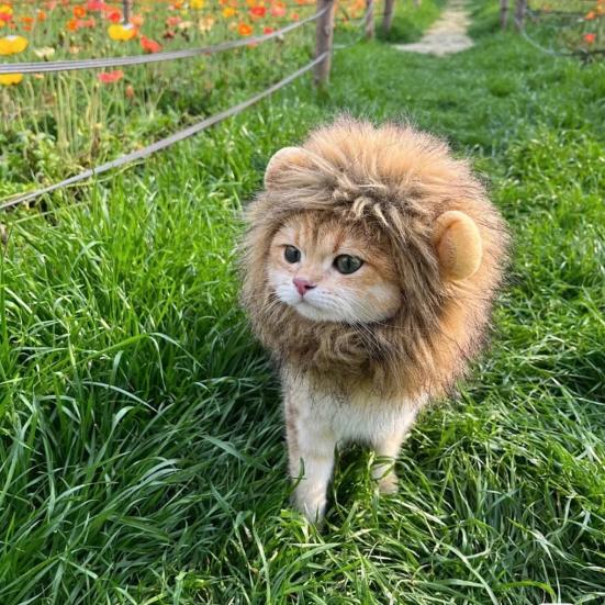 Halloweenská kočka Lví hříva Paruka Kostým Legrační Lví hříva Domácí mazlíček Cosplay Oblečení s Uchem pro Sváteční Focení Párty Maškarní doplněk