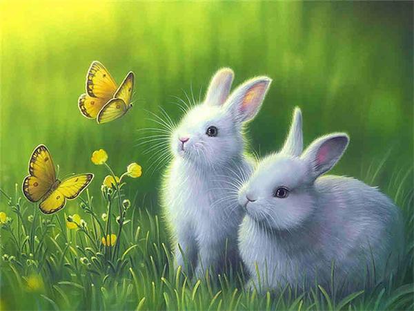 5D Diy Diamond Painting Mosaic Rabbit Daisy Full Square/Round Embroidery Animal Grass Home Decor
