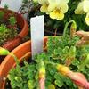 Succulent Plant Label1003D Ground Insert Waterproof Sun Protection Label SignDIYPlanting Tools Gardening Supplies