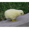Chick Plush Animal Sound Figurine Chicken Decor Kid Teaching Toy