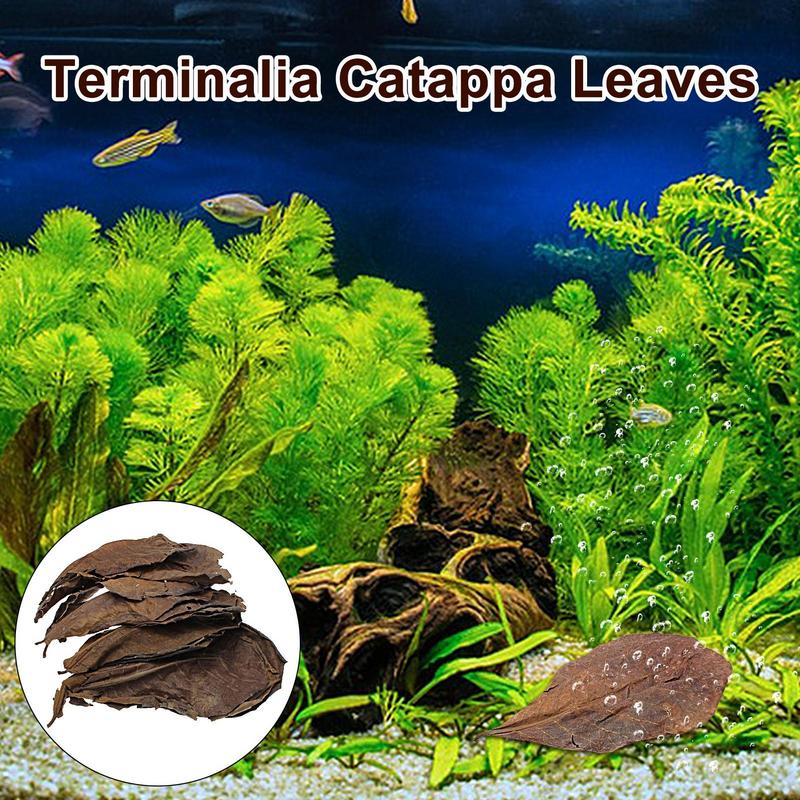 

10Pcs Natural Terminalia Catappa Leaves Cleaning Treatments Fish Tank Filter Aquarium Foetida Leaves Shrimp Catfish Love United States