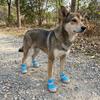 4PCS Breathable Puppy Foot Covers Reflective Pet Paw Protector Dog Mesh Shoes  Paw Protection
