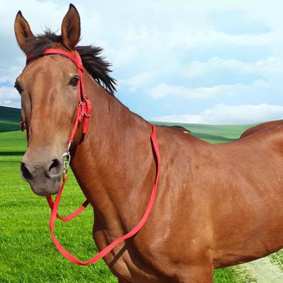 Horse Halter Adjustable Chin Horse Halter Plush Padded Horse Training Equipment Equestrian