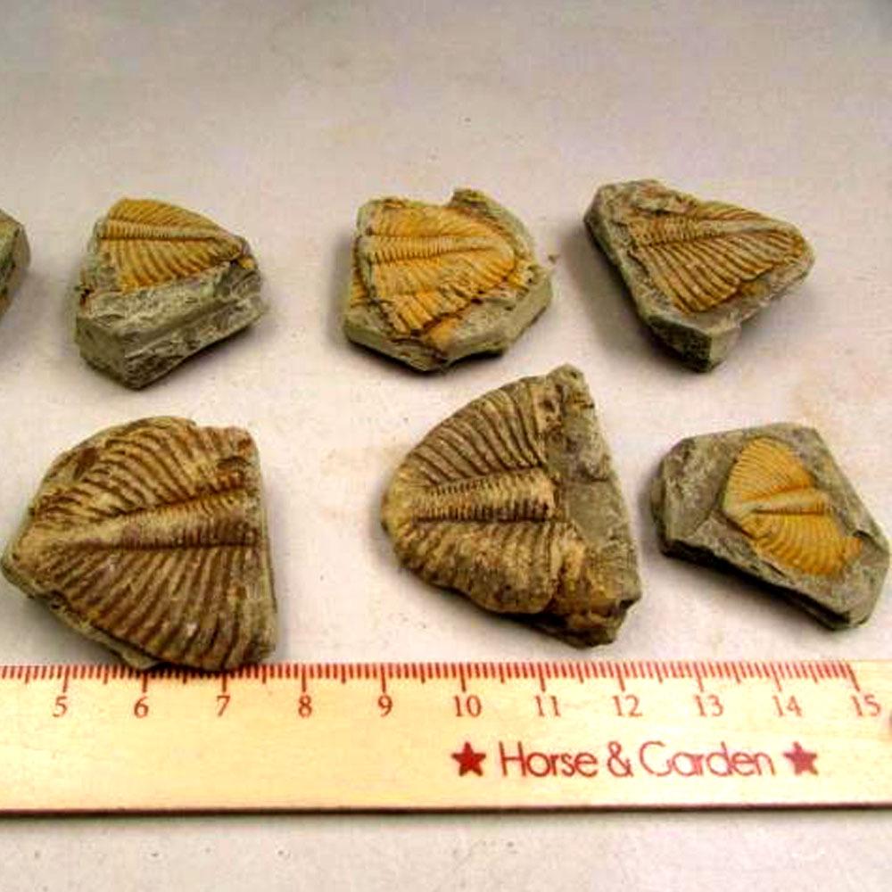 Type: Trilobite Fossil Decorative Stone Natural Fossil Trilobite Tail Animal Coral Trilobite Science Stone Collection Tail Insect Crown Science Specimen Teaching G7P5 Type: Trilobite Fossil Decorative Stone Natural Fossil Trilobite Tail Animal Coral Trilobite Science Stone Collection Tail Insect Crown Science Specimen Teaching G7P5