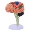 4DMaster 4D Human Anatomy Model Brain Structure Medical Puzzle Assembly Model for Education