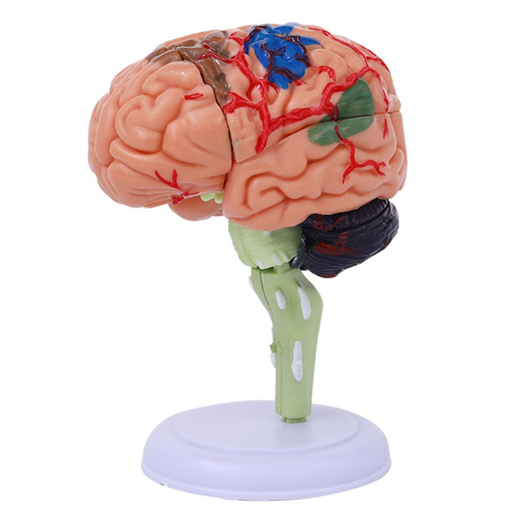 4DMaster 4D Human Anatomy Model Brain Structure Medical Puzzle Assembly Model for Education