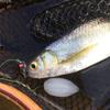 Luya Fly Bait, Fly Hook, Mung Bean Fly, Horse Mouth, White Striped Tilapia, Predatory Freshwater Fish, Fake Bait Fishing