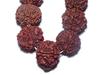 Pure 5 Mukhi Rudraksha Mala Big Size 108+1 Beads S1218