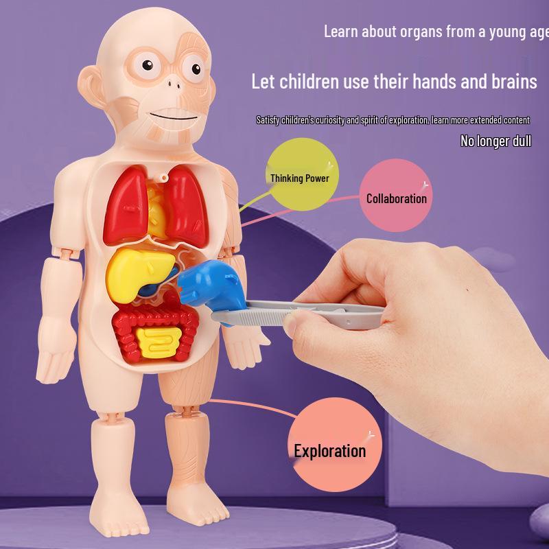 DIY Human Organ Model Toy for STEAM Science Education