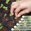 6 Stück Kokosziegel für Pflanzen - Premium 100% Bio-Torfmoos, Fasrige Kokosnussschale zum Pflanzen, Gärtnern