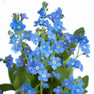 500 Graines de Myosotis Royal Bleu