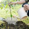 Plant Protection Cover Plastic Snail Collar Reusable Insects Frost Weather Plant Protection Insect Seedling Covers Garden Tools