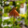 Rusty Echinacea Garden Art Stake Iron Plant Sculpture Weather Resistant Outdoor Decoration for Flower Beds Lawn