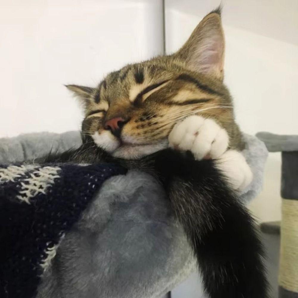 Soft Cat Tree Hammock Thick Plush Plush Cat Basket Solid Color Hanging Cat Nest Indoor