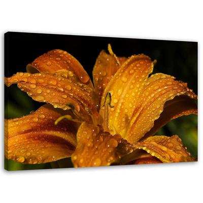 Tableaux sur toile Lily Flower Nature Plantes