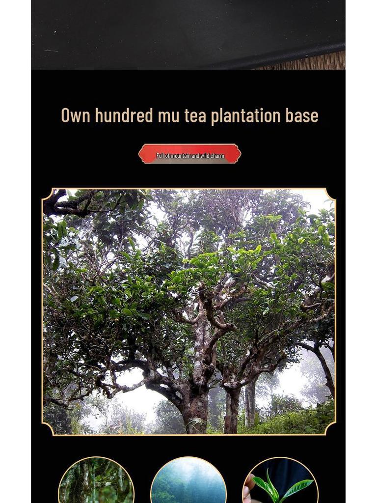 Yunnan Ripe Pu-erh Tea Cake - Bulang Mountain Ancient Tea Tree, 357g