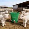 Secchio Appeso con 1/2/3 Tettarelle per Alimentazione Agnelli Vitelli Suinetti Strumento Durevole per L'allattamento di Animali Multipli Attrezzatura per L'abbeveraggio da Fattoria