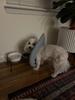 Waterproof Recovery Collar for Cats & Dogs: Anti-Licking Neck Cone, Enlarged & Deepened for Large Pets.