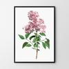 Poster Flower Lilac Plant Vintage