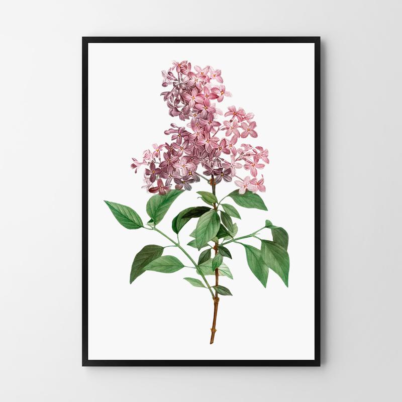 Poster Flower Lilac Plant Vintage