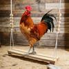 Chicken Toys For Coop Wood Natural Chicken Coop Swing Poultry Care Necessities For Chicks Hens Farm Habitat Home Producers