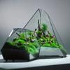 Micro Landscape Planter Moss Rainforest Tank Geometric Glass Flower Room Irregular Ecological Vase Succulent Water Plant Vase