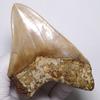 Stone Natural Fossil Megalodon From Indonesia Specimen [N2 Natural] (Carcharocles/Otodus Megalodon) - - (13 "One-of-a-kind" Teeth Approx. 122g,