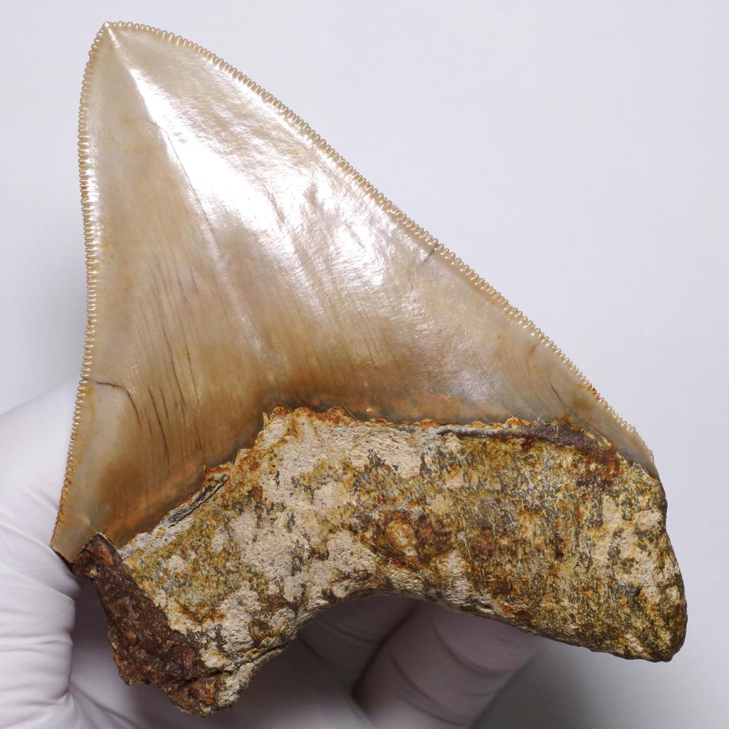 Stone Natural Fossil Megalodon From Indonesia Specimen [N2 Natural] (Carcharocles/Otodus Megalodon) - - (13 "One-of-a-kind" Teeth Approx. 122g,