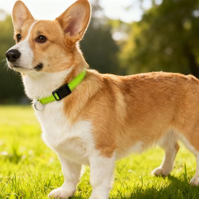 Yansıtıcı Köpek Tasması Metal D Halkalı Naylon Köpek Tasması Ayarlanabilir Uyum Küçük Büyük Orta Köpekler İçin Güvenli Köpek Tasması Gece Yürüyüşü
