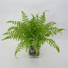 Faux Pteridium Aquilinum Var Latiusculum Plant Decor Set With Realistic Leaf Textures For Garden Photography And Home Decor
