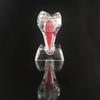 Hard Dental Anatomical Structure Separable Tooth Disintegration Ornaments  Gift