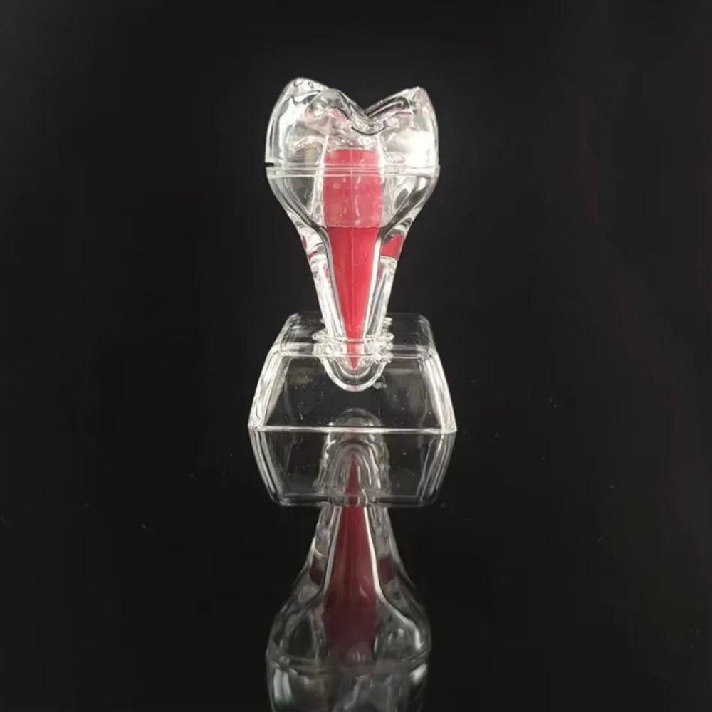 Hard Dental Anatomical Structure Separable Tooth Disintegration Ornaments Gift