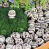 20 Pcs Smiling Skull Miniatures Resin Mini Skull Figurines Planter Decor Skull Ornaments for Home Garden Halloween Decoration