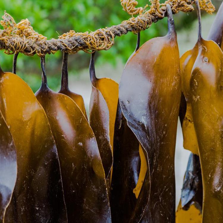 Fujian Xiapu Handcrafted Sun-Dried Kelp, 1 lb - Sand-Free, High-Quality, Free Shipping