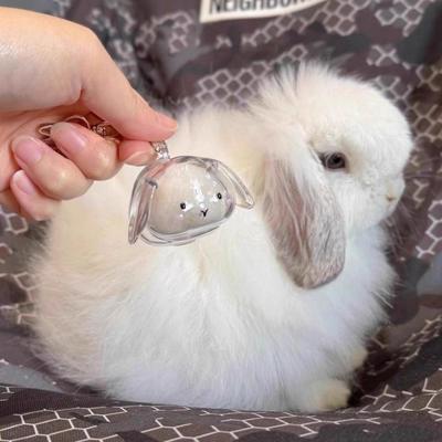 Klarer Kaninchenfell-Aufbewahrungs-Schlüsselanhänger Welpenfell-Aufbewahrungs-Kapsel Haustierfell-Aufbewahrungsbox Hund Katze Hängender Anhänger Souvenirs