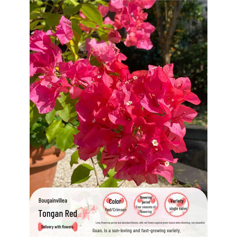 Large Bougainvillea Climbing Plant with Flowers - Indoor/Outdoor Greenery for Balcony and Courtyard