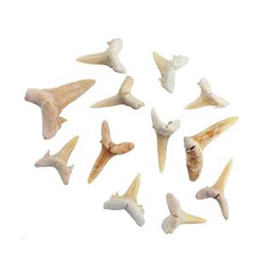 

Practical Fossil Specimen Shark Teeth