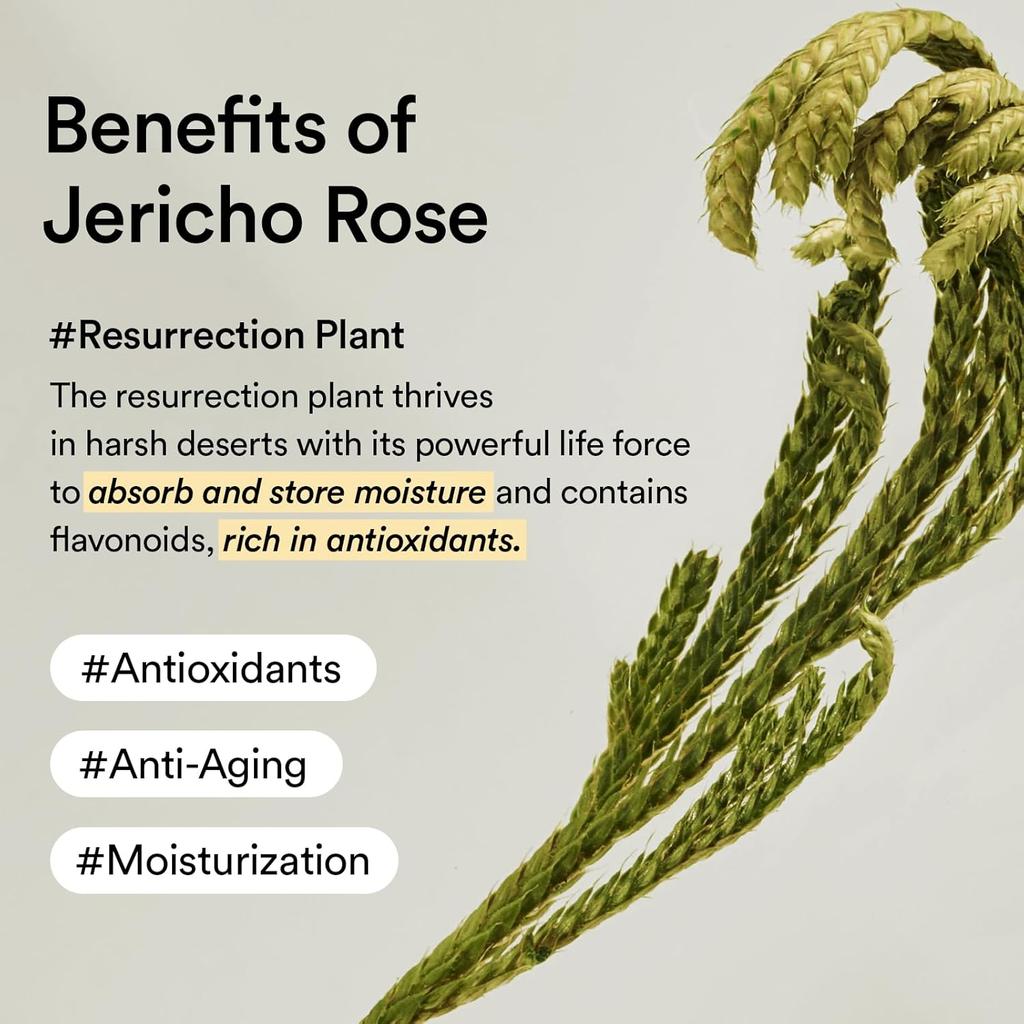ABIB Jericho Rose Creme – Hypoallergen Feuchtigkeitsspender gegen Hautalterung für trockene & empfindliche Haut (75ml / 2.53 fl.oz)
