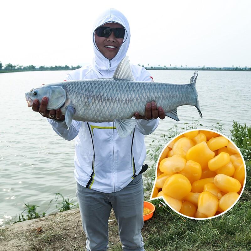 King de Pesca Milho Doce Fermentado Isca de Peixe