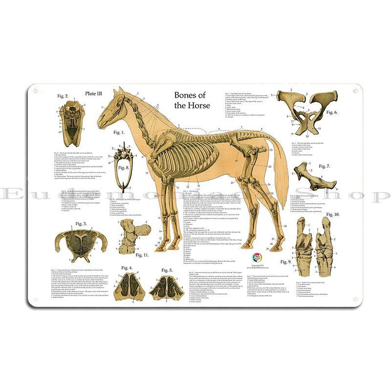 Koňská kosterní anatomie Veterinární nástěnný plakát Průvodce anatomií Kovová deska Dekorace stěny obývacího pokoje nebo hospody Železný plechový znak Plakát