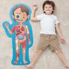Hape Body Structure Puzzle 100 x 50 x Ages Wooden Play Toy E1635 2.3cm 3+