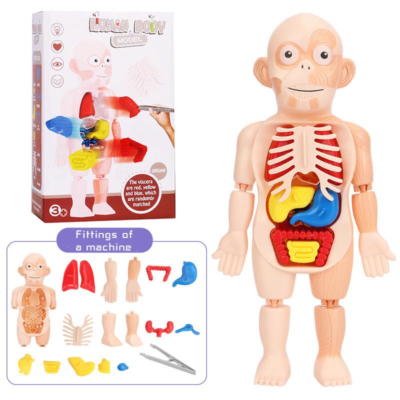 

Organ Childrens Body Model Toy Set Diy Puzzle Stimulates Brain Development