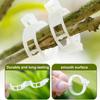 Secured Plastic Plant Clip, Garden Clips for Climbing Plants, Support Clips Tomato Grape Vine Vegetables Plant Fixing Clips