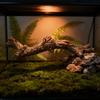 Natural Lookings Rainforest Climbing Vine Habitats Decors For Lizards Geckos And Spiders Terrariums Landscape Branch
