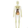 19 Pieces Clear Human Body Structure Model Torsol Toy Detailed Skeleton for