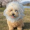 Mesh Pet Anti-Mosquito Headgear Adjustable Dog Protective Mask Portable Dog Face Mask  Outdoor